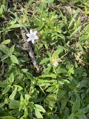 Richardia grandiflora