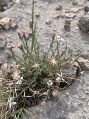 Chaetopappa ericoides