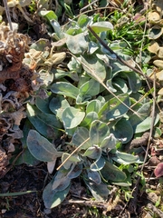 Stachys albens
