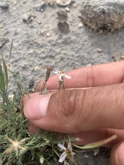 Chaetopappa ericoides