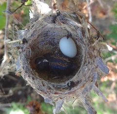 Cynanthus latirostris