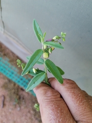 Polygala sphenoptera