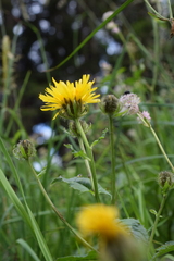 Crepis pyrenaica