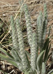 Plantago patagonica