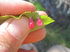 Blaesodiplosis