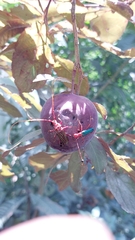 Compsocerus violaceus