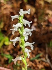 Spiranthes cernua