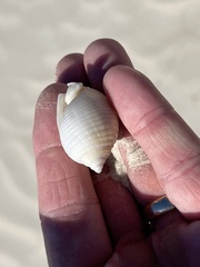 Semicassis granulata