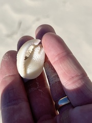 Semicassis granulata