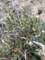 Cercocarpus intricatus