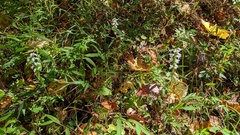 Spiranthes cernua