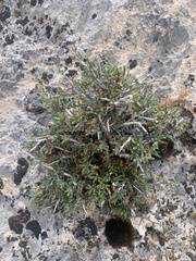 Cercocarpus intricatus