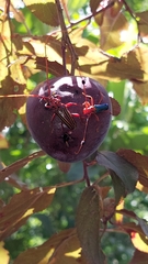 Compsocerus violaceus