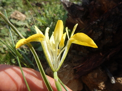Moraea macronyx