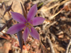 Anacampseros retusa