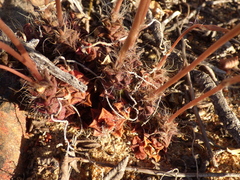 Anacampseros retusa
