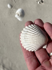 Argopecten irradians