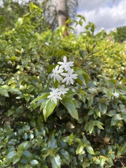 Jasminum fluminense