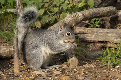 Sciurus arizonensis