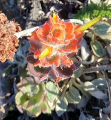 Castilleja mendocinensis