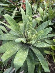 Aechmea fasciata
