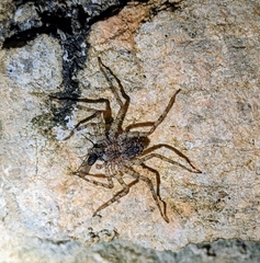 Selenopidae