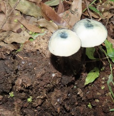Panaeolus cyanescens