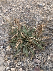 Penstemon barnebyi