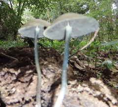 Panaeolus cyanescens