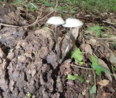 Panaeolus cyanescens