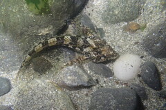 Clinocottus acuticeps