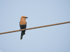 Coracias cyanogaster