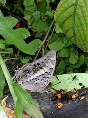 Charaxes solon