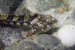 Clinocottus acuticeps