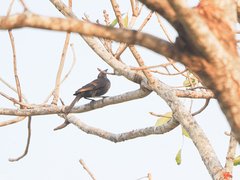 Bubalornis albirostris