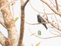 Bubalornis albirostris