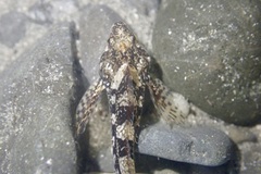 Clinocottus acuticeps