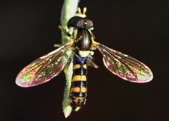 Sphaerophoria rueppellii