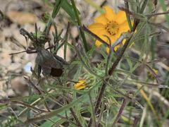 Piezogaster calcarator