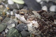 Clinocottus acuticeps