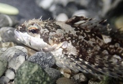 Clinocottus acuticeps