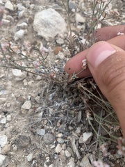 Eriogonum microtheca simpsonii