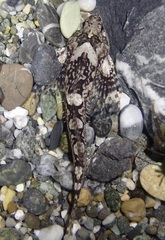 Clinocottus acuticeps