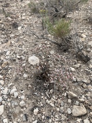 Eriogonum microtheca simpsonii