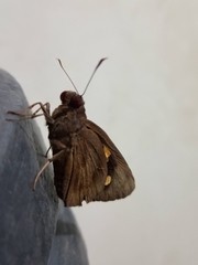 Erionota torus