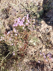 Limonium scabrum