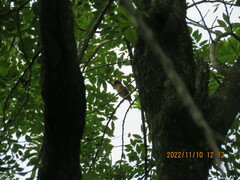 Pachyramphus aglaiae