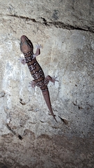Hemidactylus whitakeri