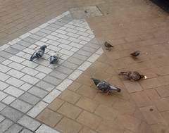 Columba livia domestica
