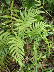 Christella acuminata